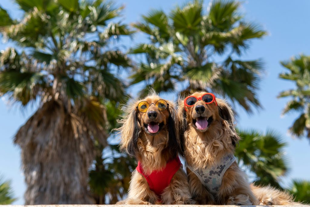 Safe Outdoor Activities for Summer Dogs