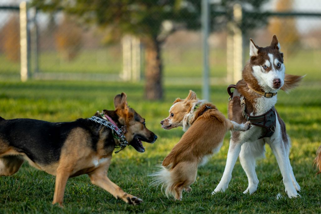 The Power of Puzzle Toys for Dog Mental Health