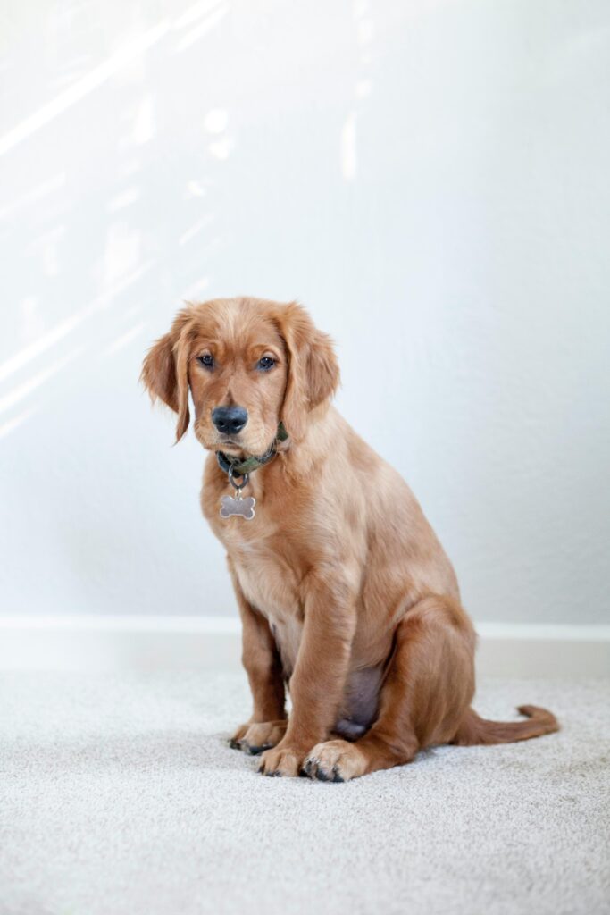 Essential Grooming Tips for a Healthy Dog