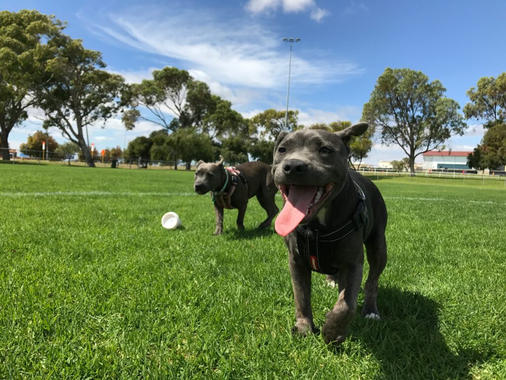 First Aid for Canine Heat Stroke