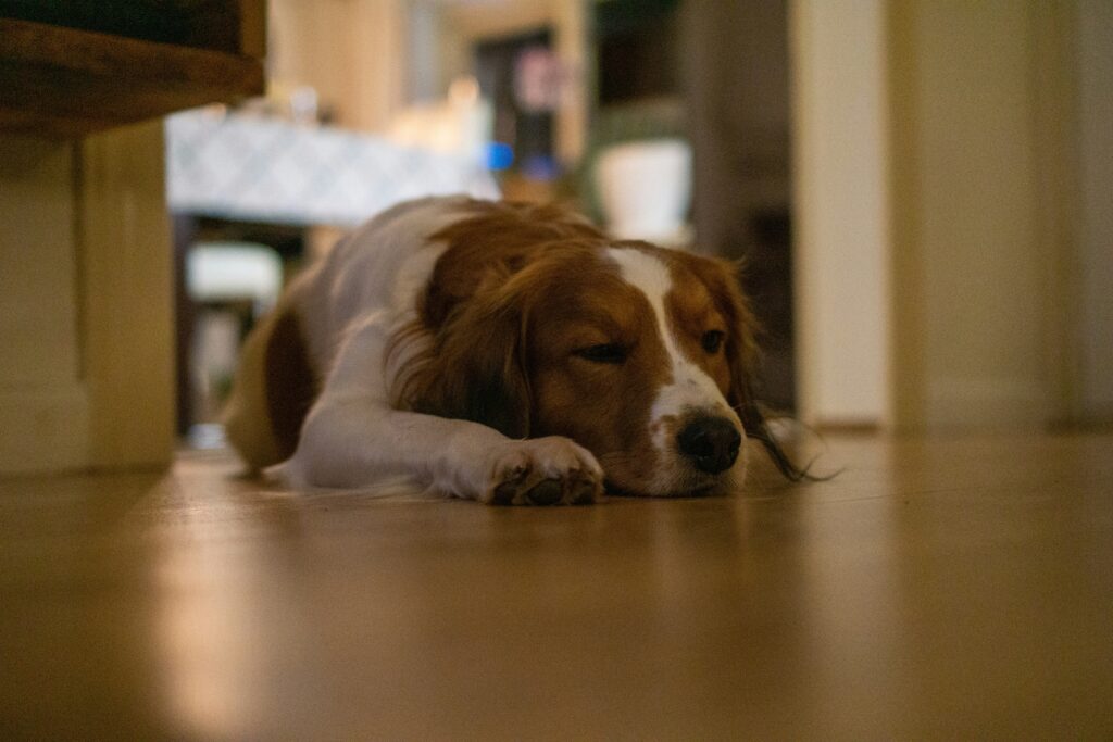 Best Homemade Treats for Happy, Healthy Dogs