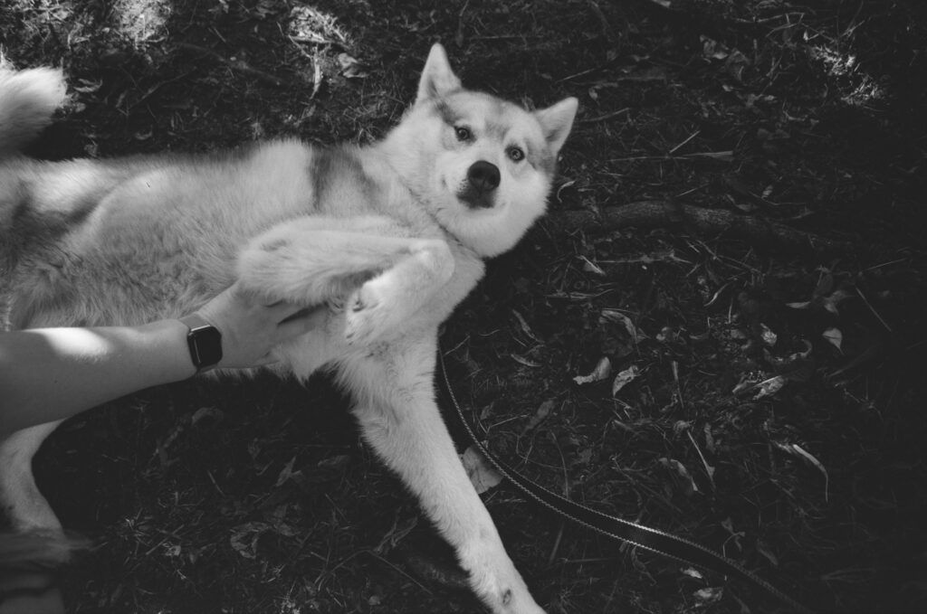 How Exercise Supports Your Dog’s Gut Health