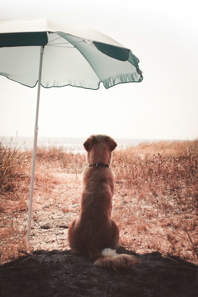 Safe Outdoor Activities for Summer Dogs