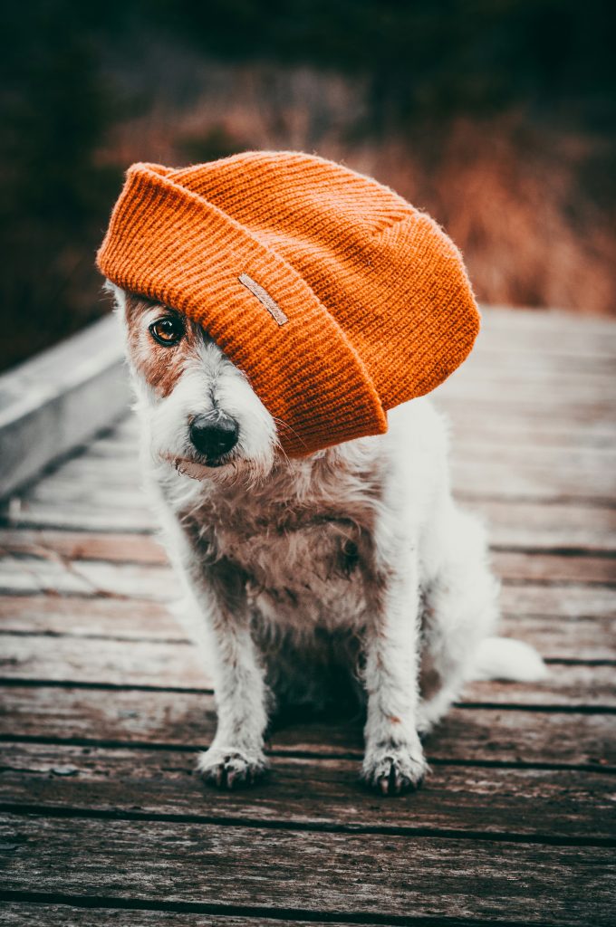 Seasonal Allergies and Dogs: What to Know