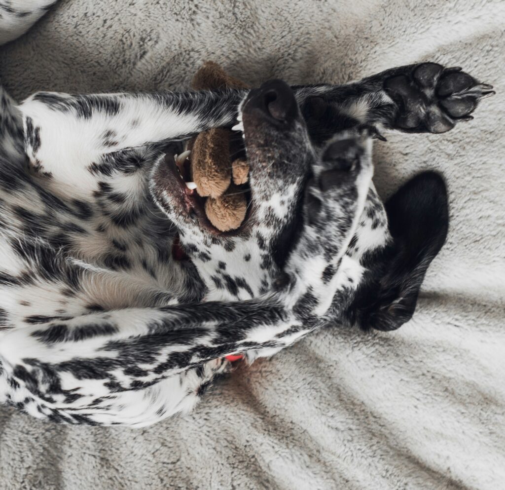 How Exercise Supports Your Dog’s Gut Health