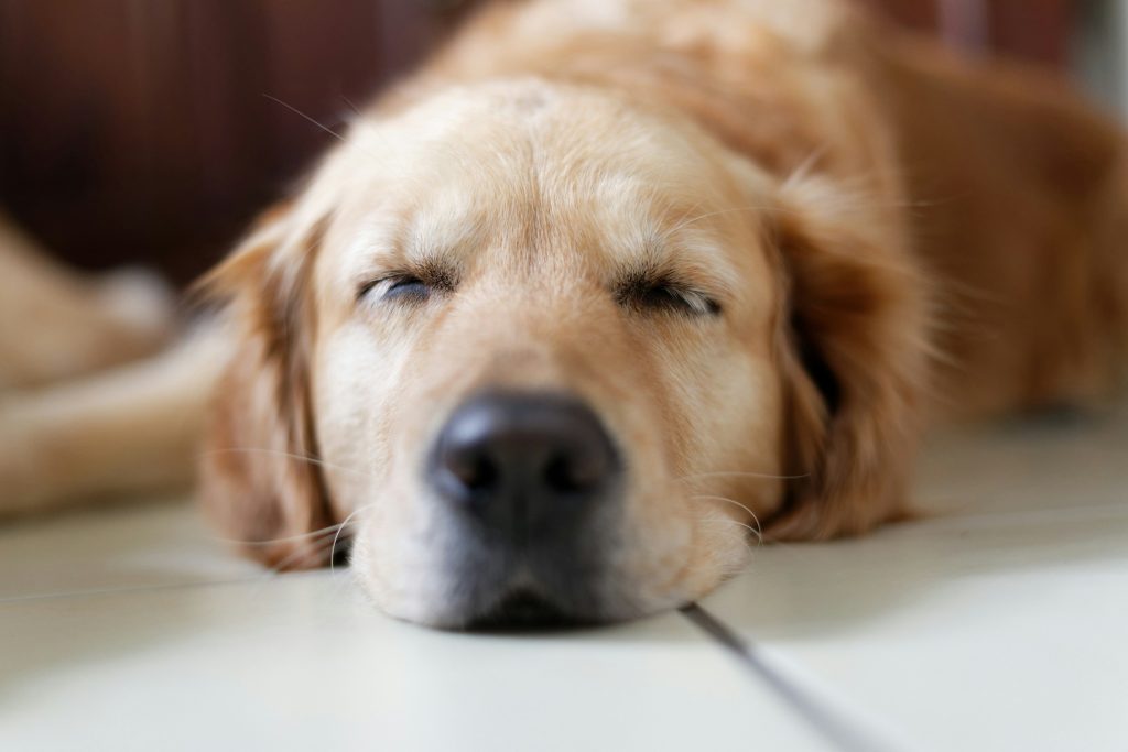 The Power of Scent: Aromatherapy for Dogs