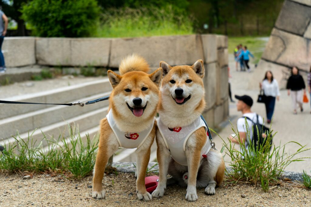 How to Volunteer With Dogs in Boston