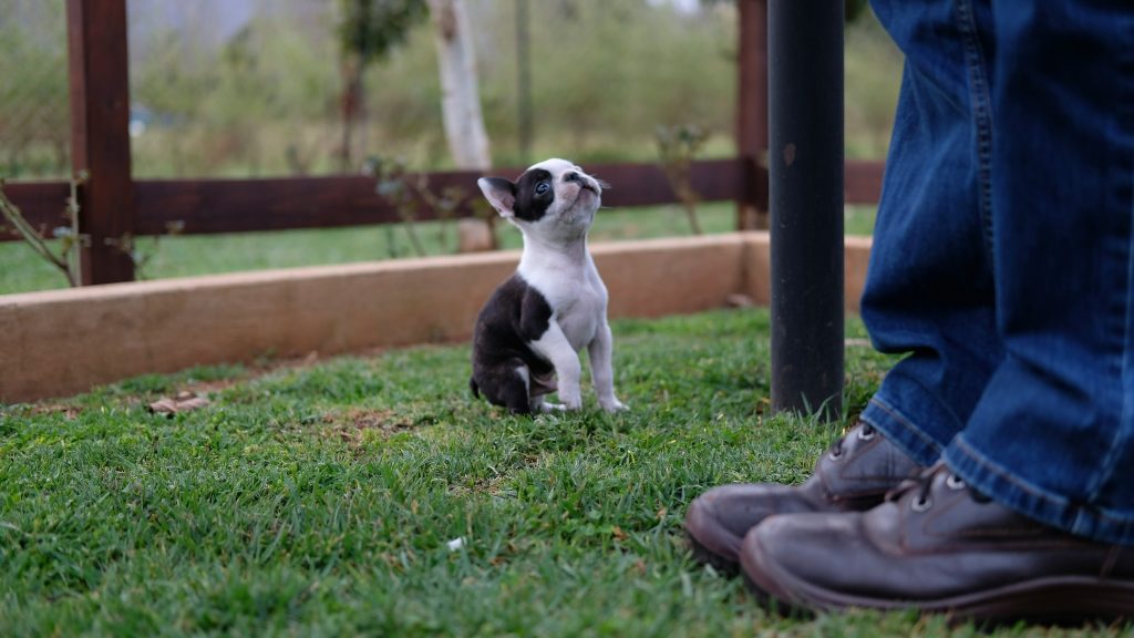 How Potty Training Builds Trust with Your Puppy