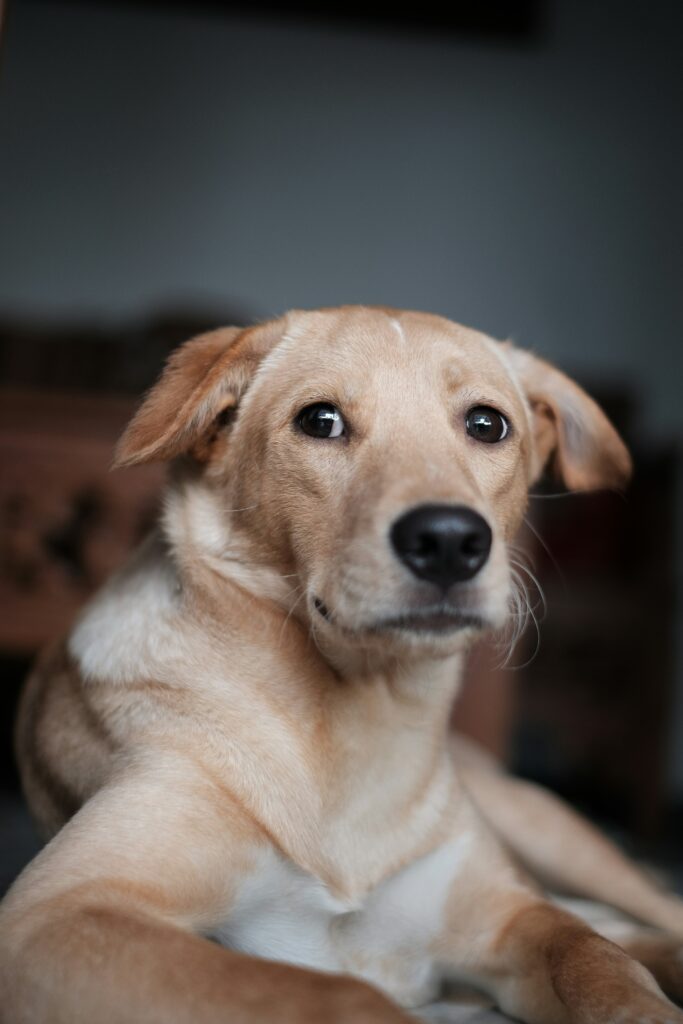 When Pain or Illness Makes Dogs Anxious