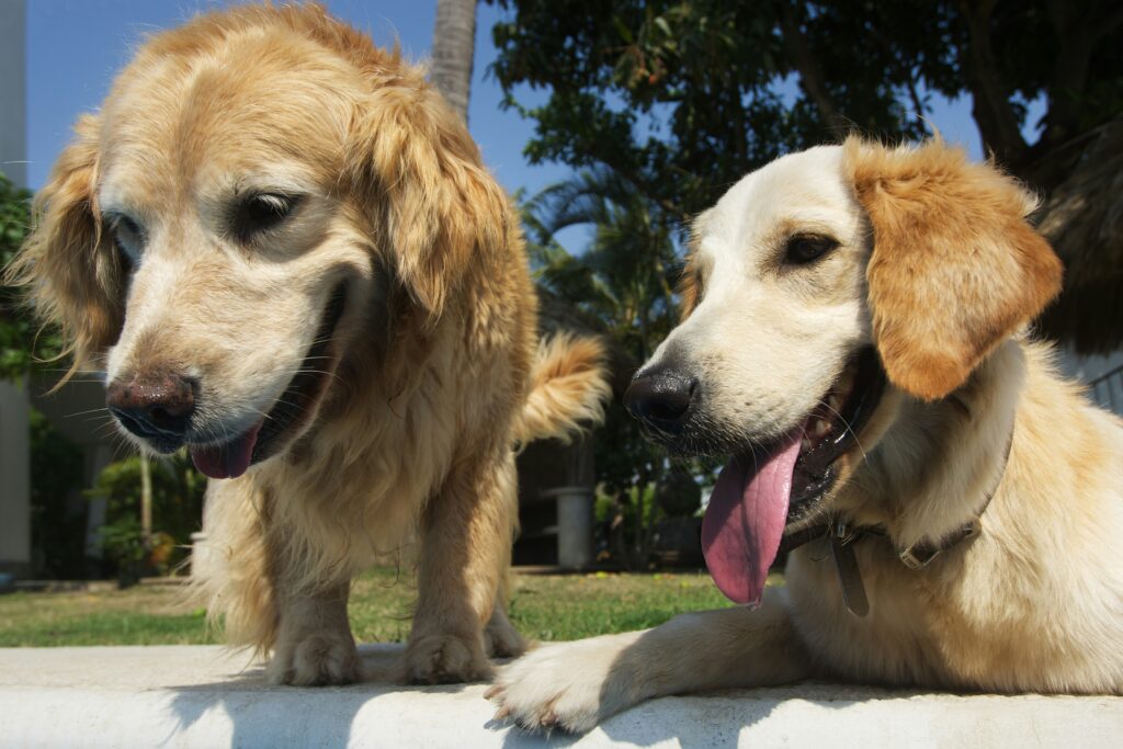 First Aid for Canine Heat Stroke