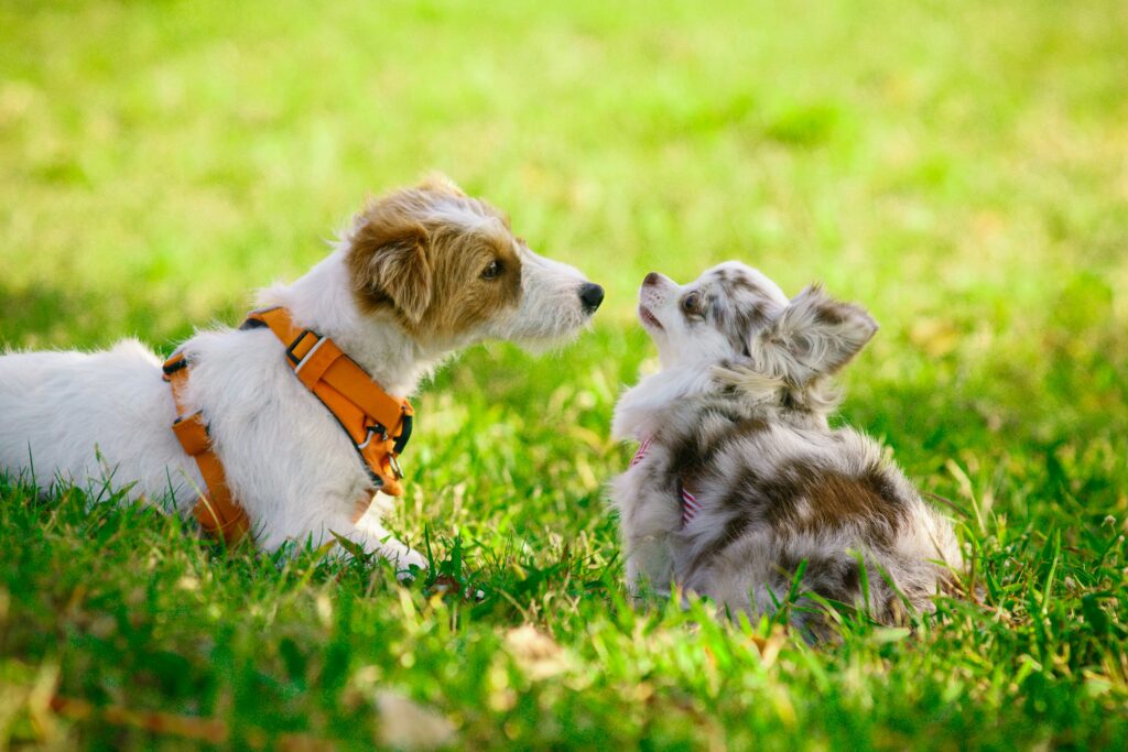 Building Puppy Confidence Through Play