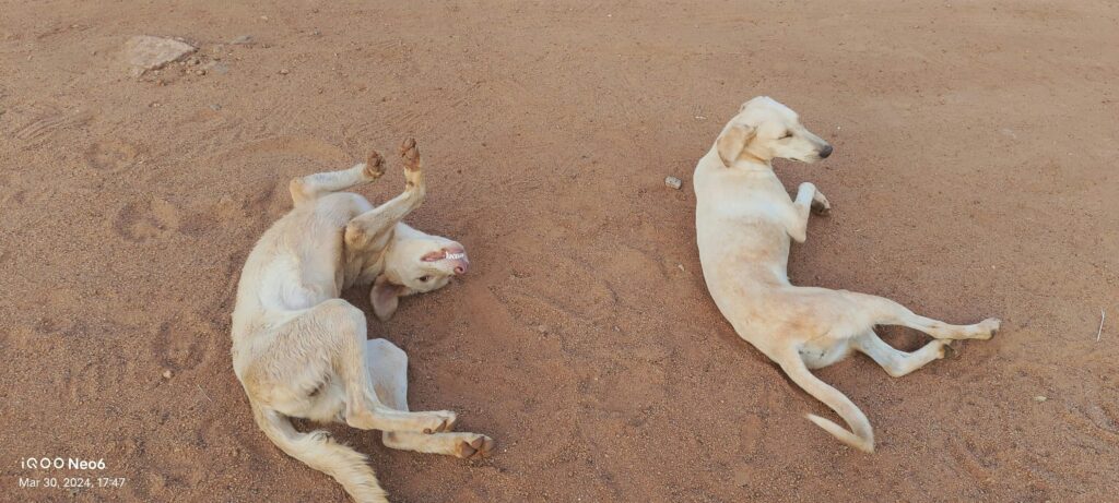 First Aid for Canine Heat Stroke