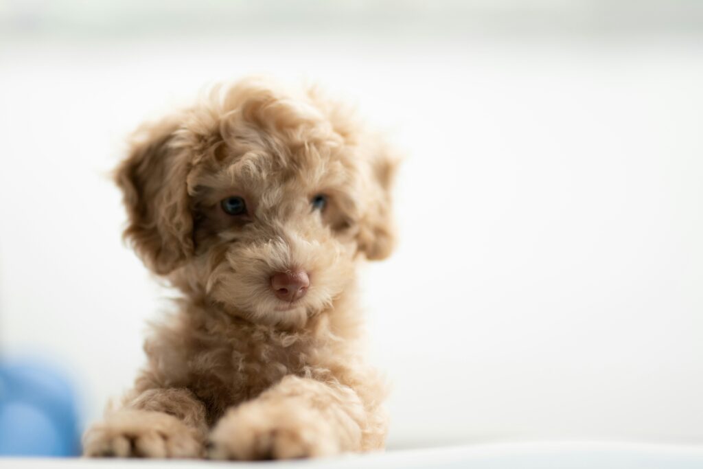 Essential Grooming Tips for a Healthy Dog