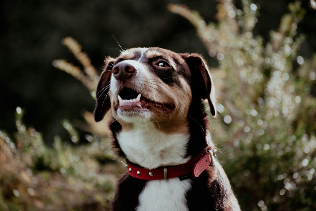 How to Brush Your Dog’s Teeth at Home
