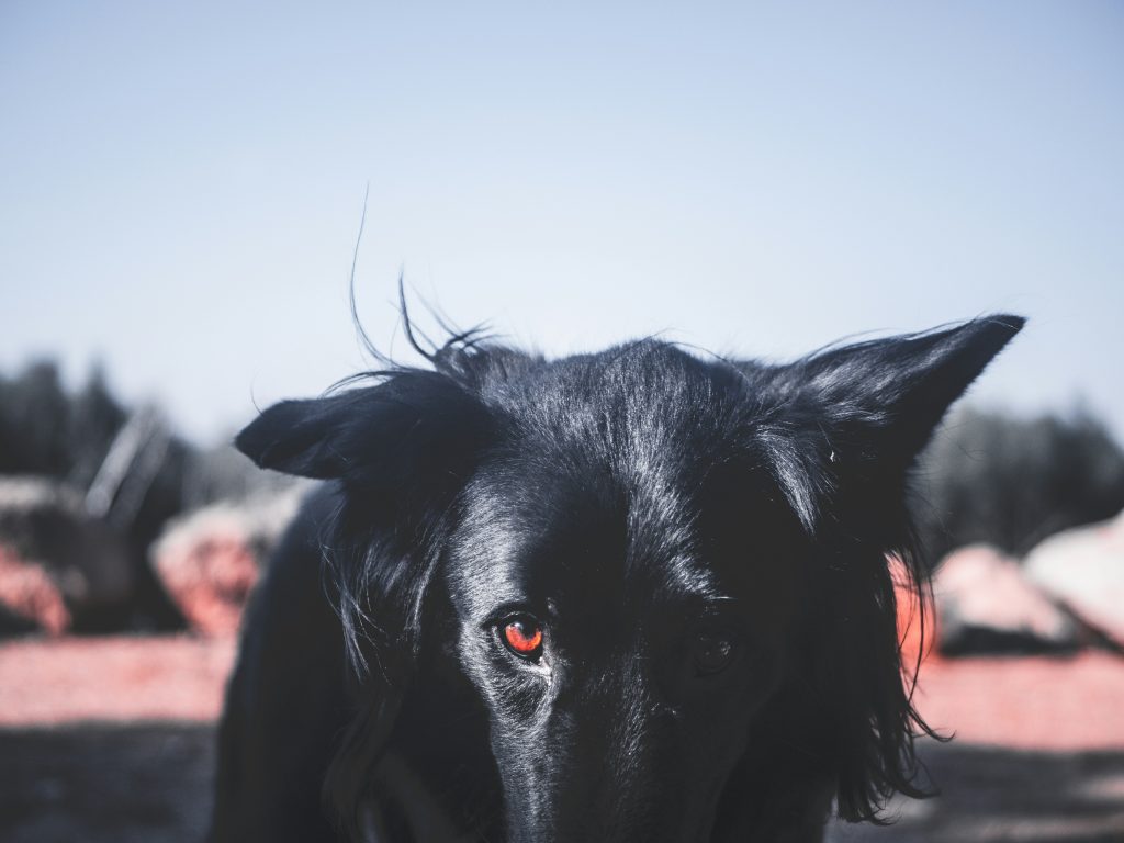 You Can’t Teach an Old Dog New Tricks