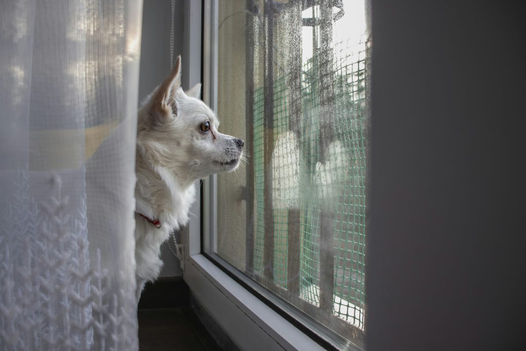 How Looking Out Windows Enriches Your Dog's Mind