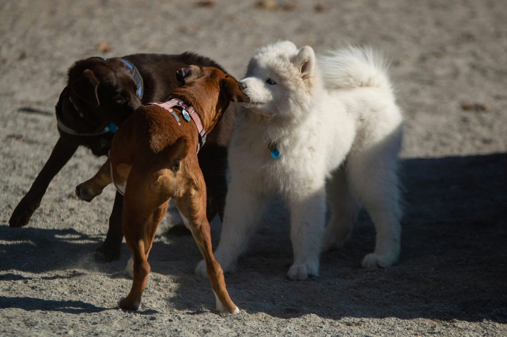 How Dogs Use Eye Contact to Communicate