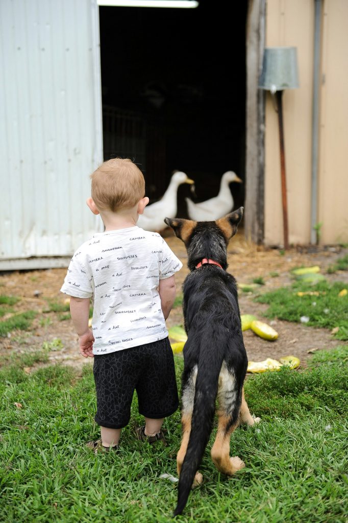 Boosting Emotional Health Through Canine Companionship