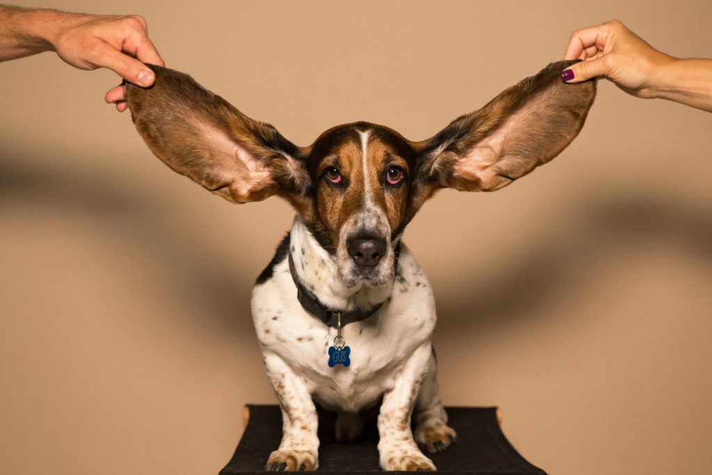 Signs Your Dog Might Have an Ear Infection