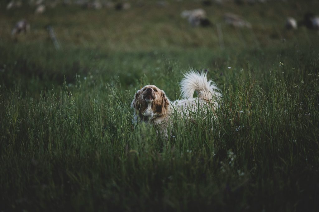 You Can’t Teach an Old Dog New Tricks