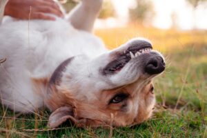 How to Brush Your Dog’s Teeth at Home