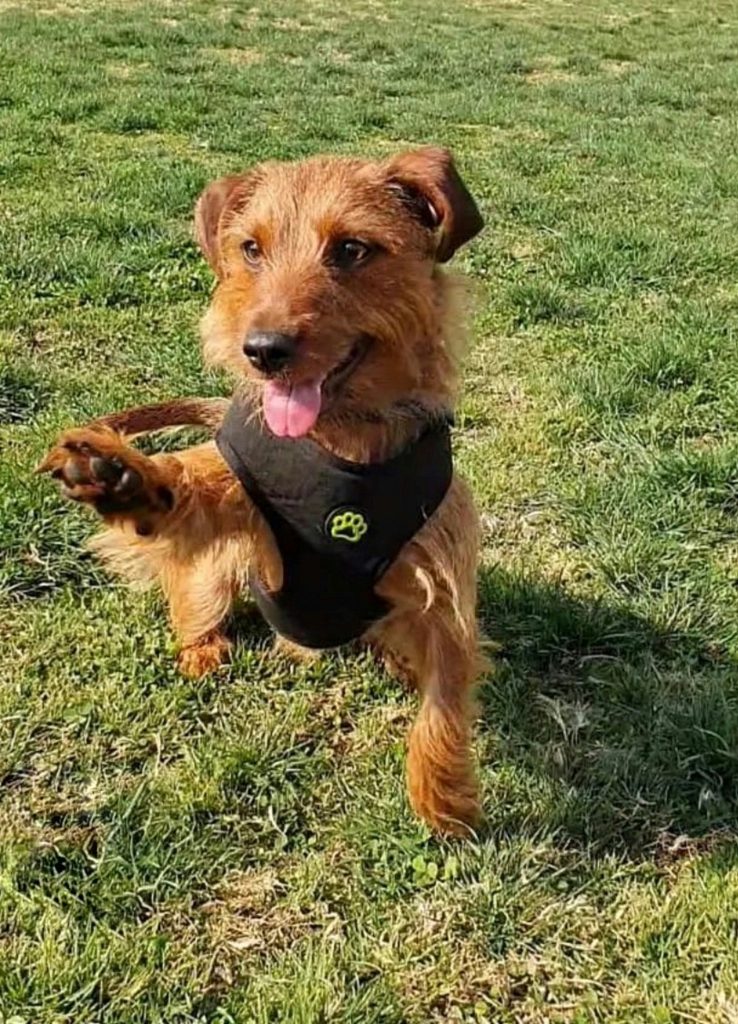 How Paw Pads Protect Dogs on Rough Terrain