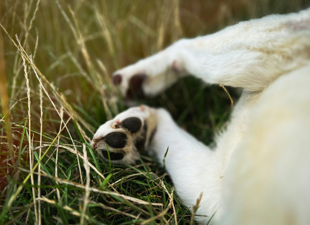 How Paw Pads Protect Dogs on Rough Terrain
