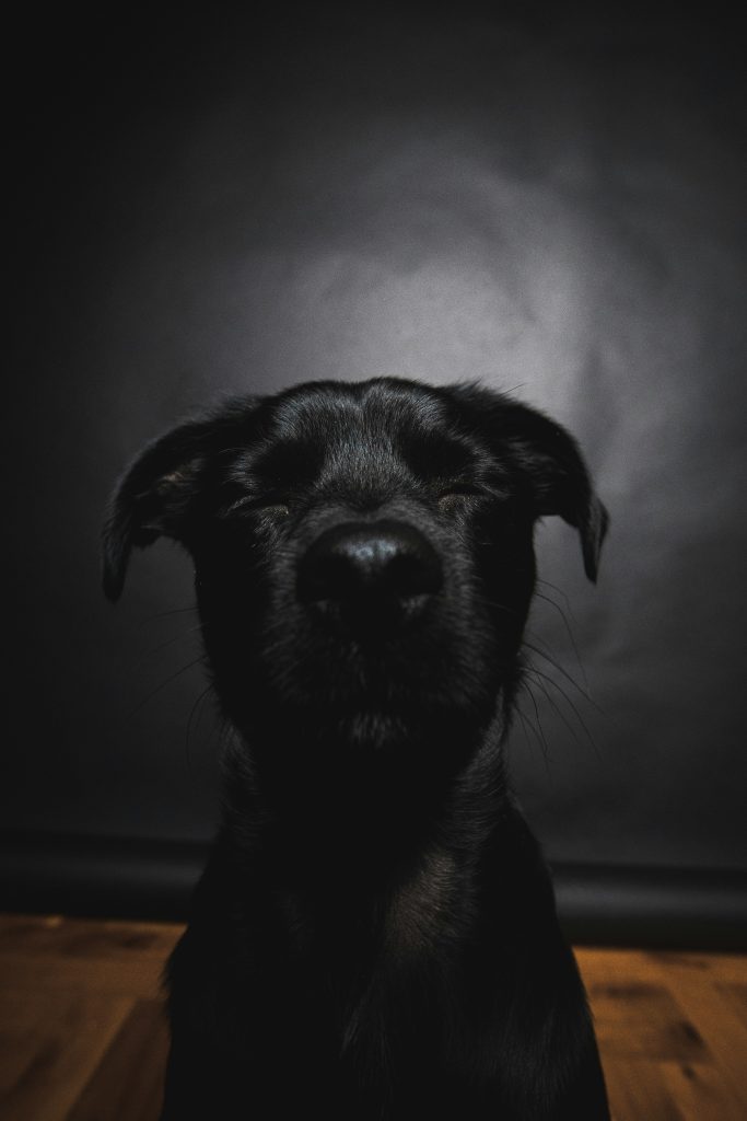 You Can’t Teach an Old Dog New Tricks