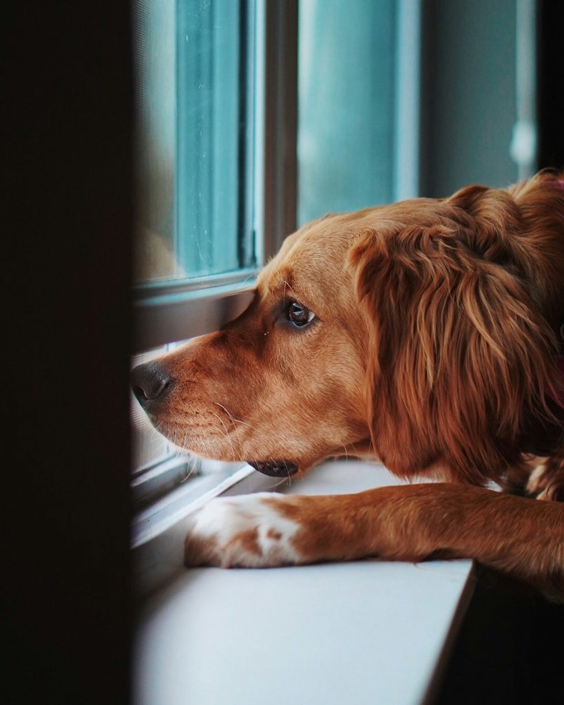 How Looking Out Windows Enriches Your Dog's Mind