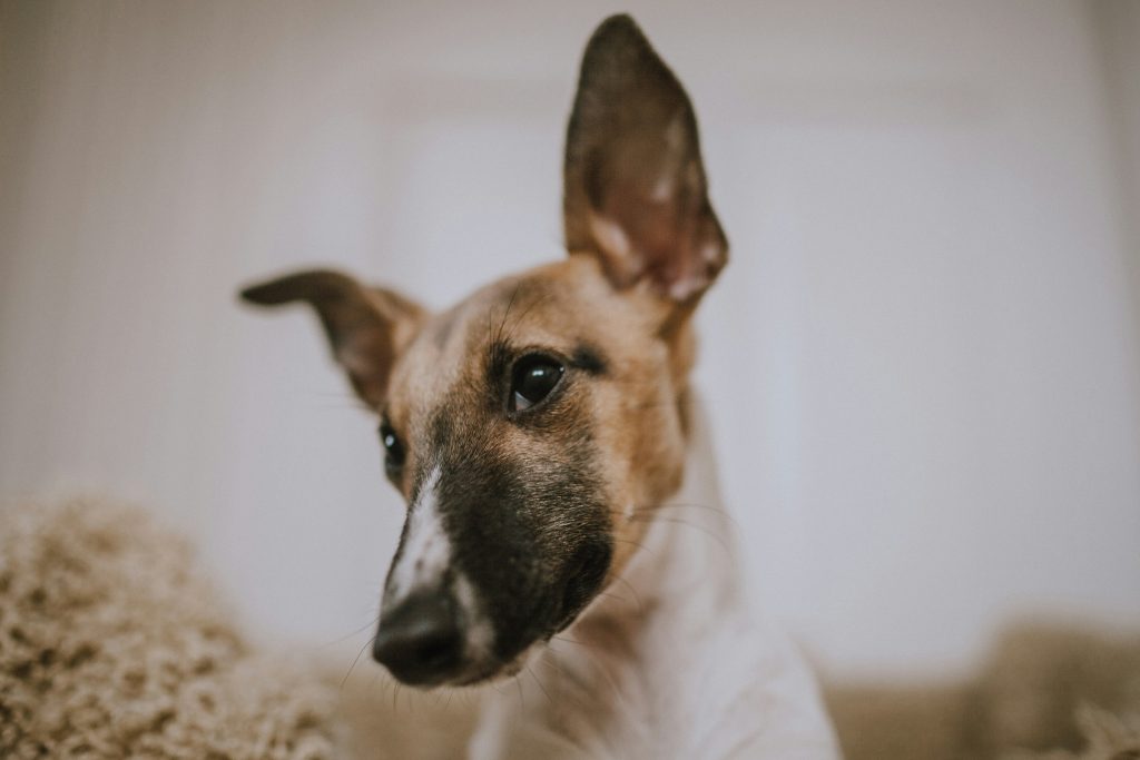 Signs Your Dog Might Have an Ear Infection