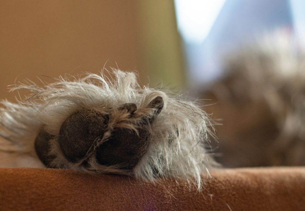 How Paw Pads Protect Dogs on Rough Terrain