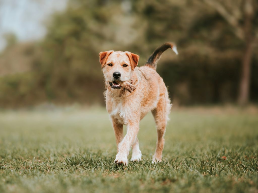 Supervision and Safe Chewing Practices