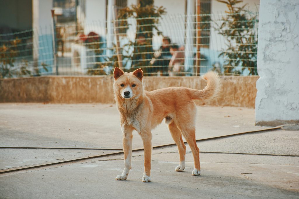 How Dogs Use Eye Contact to Communicate
