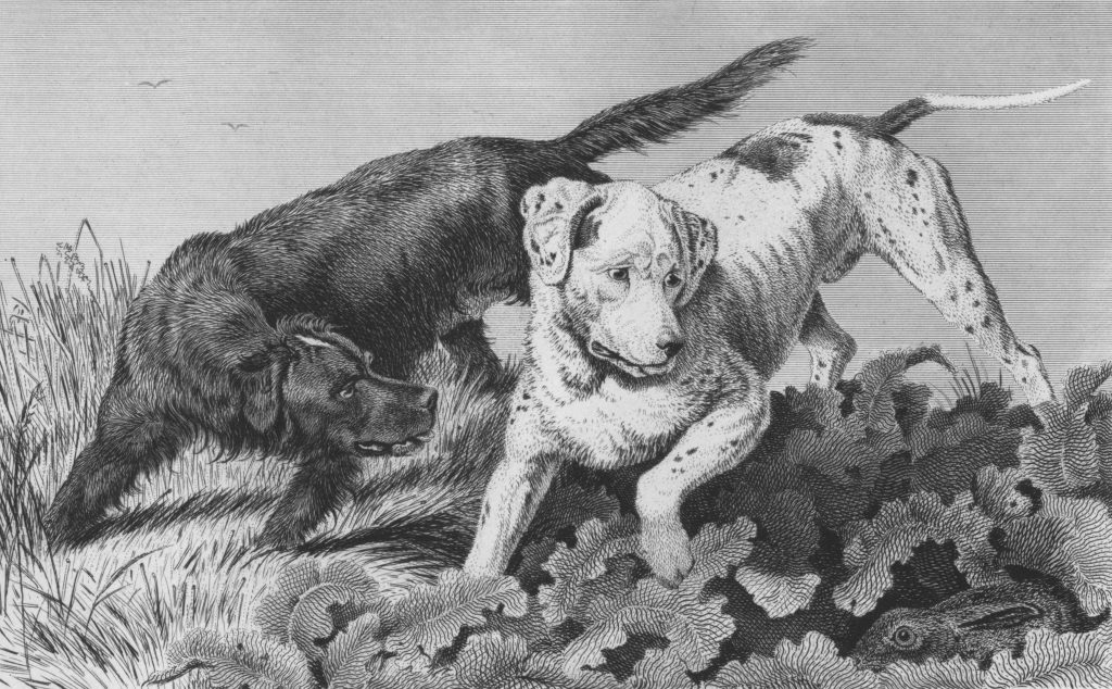 Human Food Is Always Bad for Dogs
