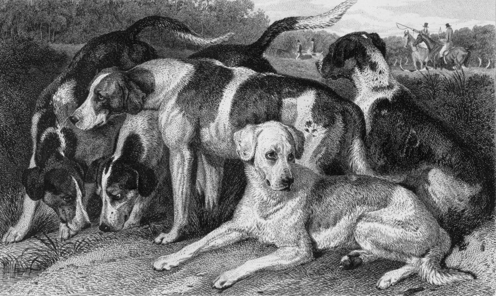 Human Food Is Always Bad for Dogs