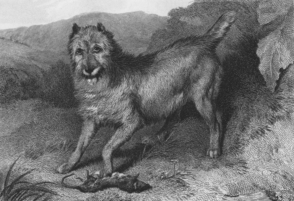 Human Food Is Always Bad for Dogs