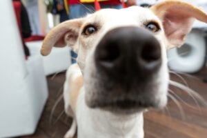 Sniffing for Fun: Why Dogs Love Exploring With Their Nose