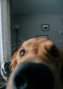 Sniffing for Fun: Why Dogs Love Exploring With Their Nose