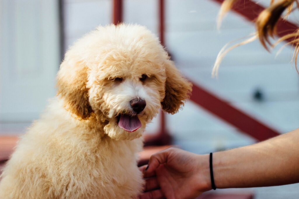Hot Pavement and Tender Paws: Summer Paw Care for Dogs