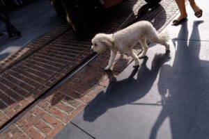 How Walks Improve Dog Behavior at Home