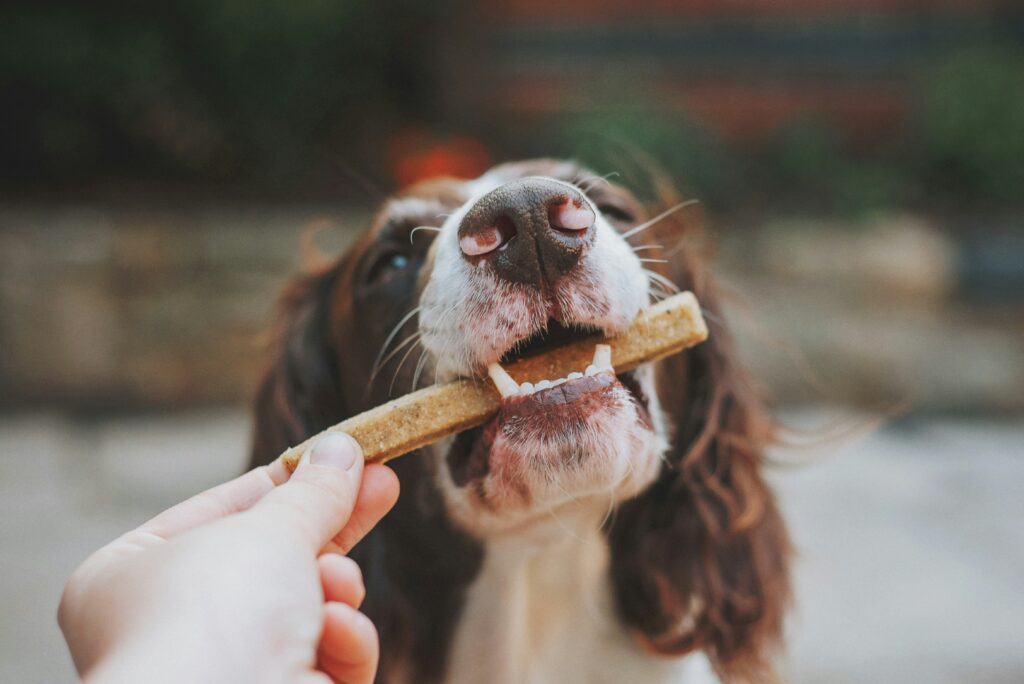 Chia Seeds: Tiny Powerhouses for Pups