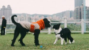 The Link Between Social Skills and Canine Mental Health