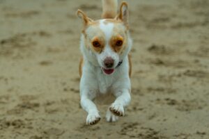 Zoomies or Anxiety? How to Tell the Difference