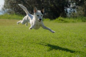 Zoomies or Anxiety? How to Tell the Difference
