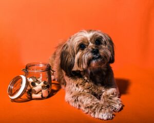 How to Spot Sneaky Additives and Preservatives in Dog Treats
