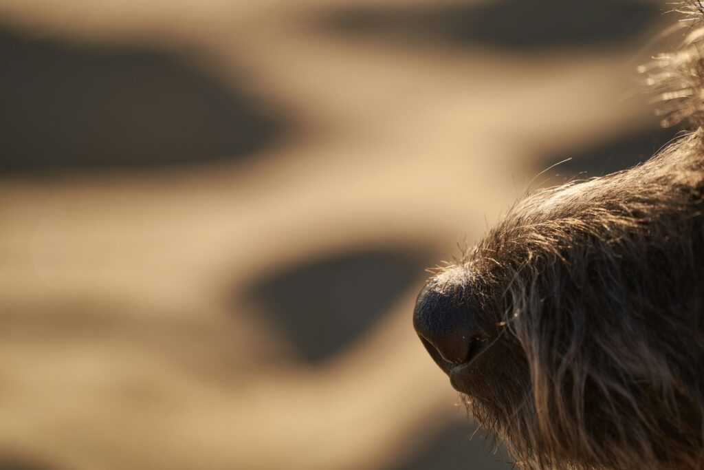 Sniffing for Fun: Why Dogs Love Exploring With Their Nose