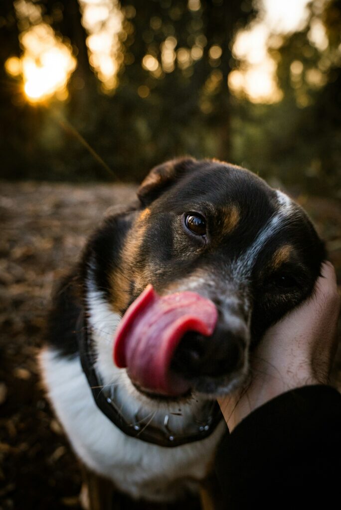 How Dogs Use Their Sense of Taste: More Than Just a Hungry Mouth