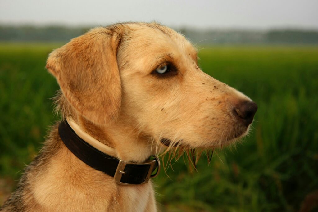 How Dogs Use Their Sense of Taste: More Than Just a Hungry Mouth