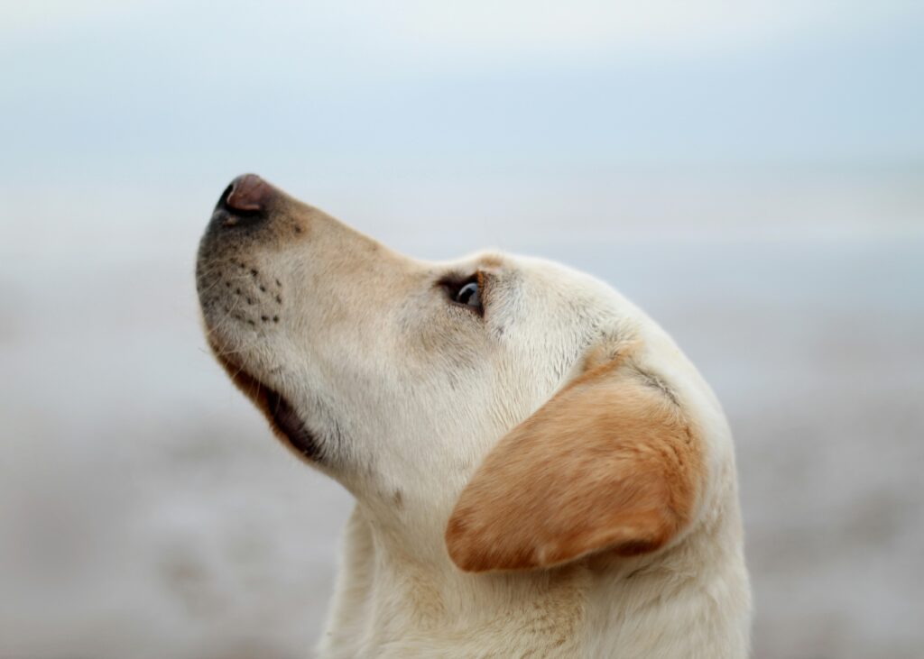 How Dogs Use Their Sense of Taste: More Than Just a Hungry Mouth