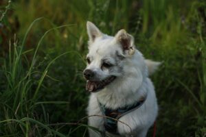 Everyday Adventures for Your Dog’s Bucket List